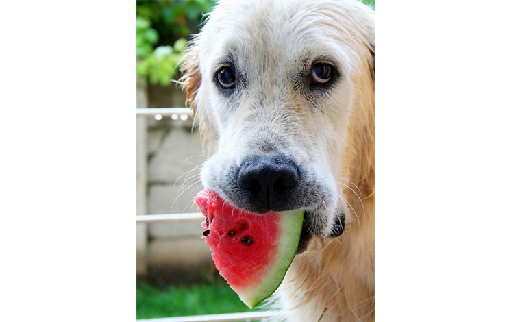 watermelon and a dog